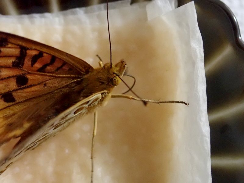 ツマグロ男ちゃん