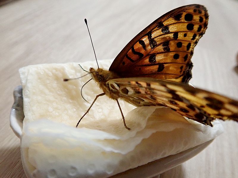 ツマグロ男ちゃん