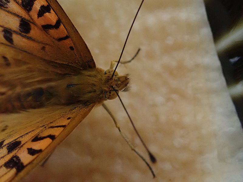 ツマグロ男ちゃん