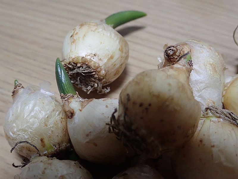 ムスカリの球根