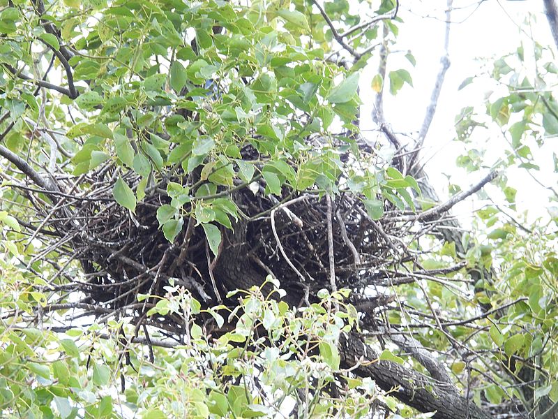 アオサギ先生の古巣