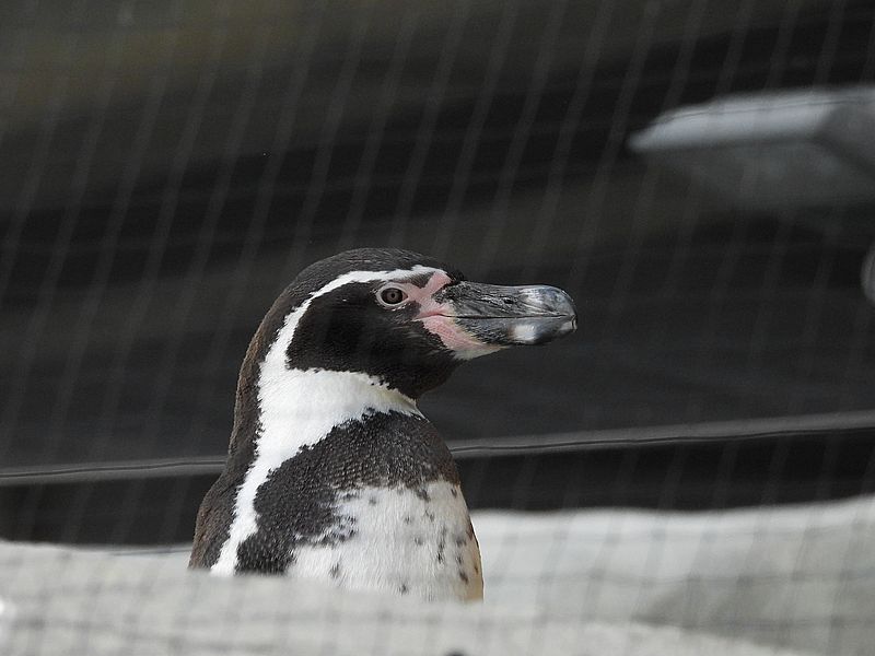 フンボルトペンギンさん