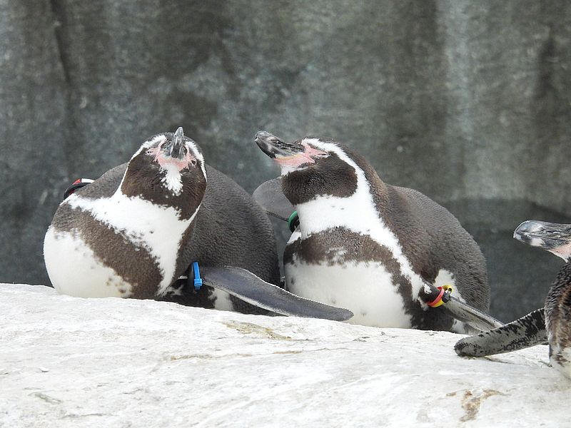フンボルトペンギンさん
