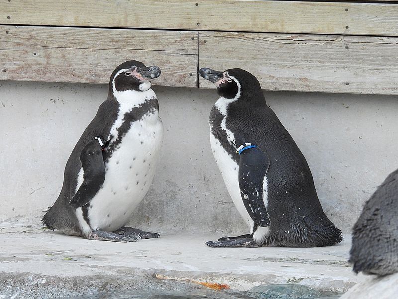 フンボルトペンギンさん