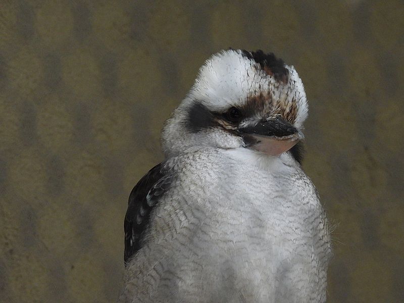 ワライカワセミちゃん