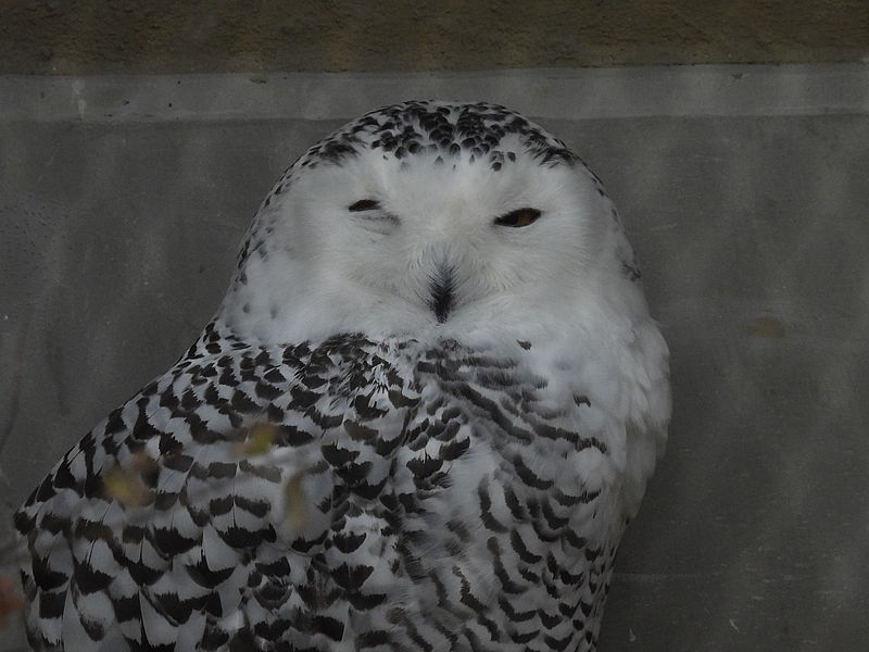 シロフクロウさん