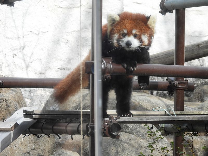 レッサーパンダちゃん