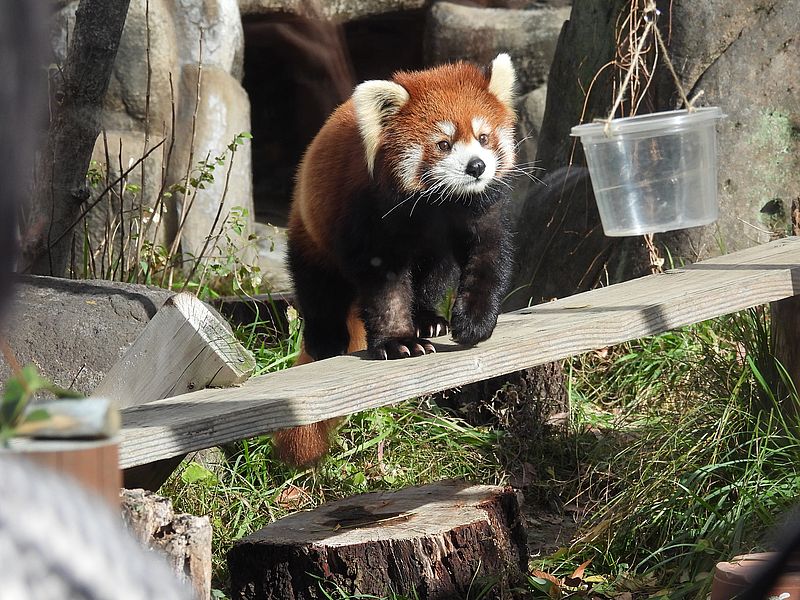 レッサーパンダちゃん