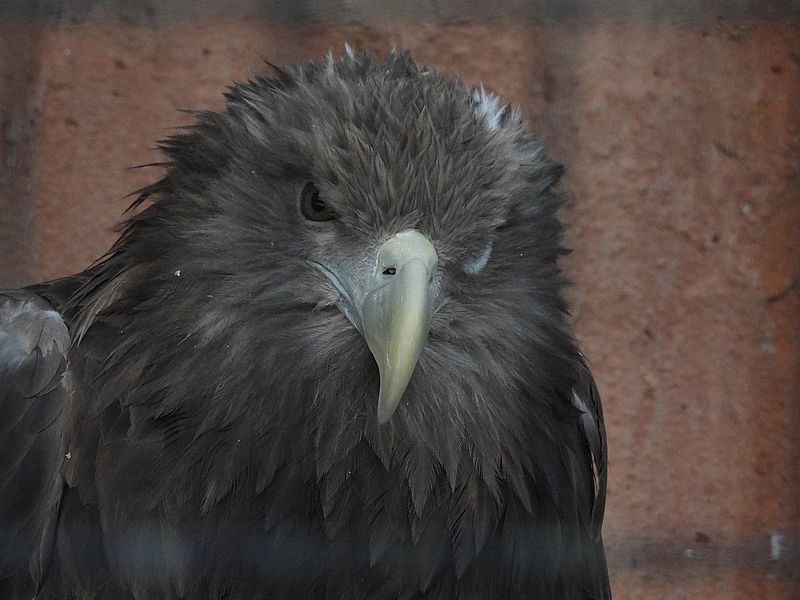 オジロワシさん