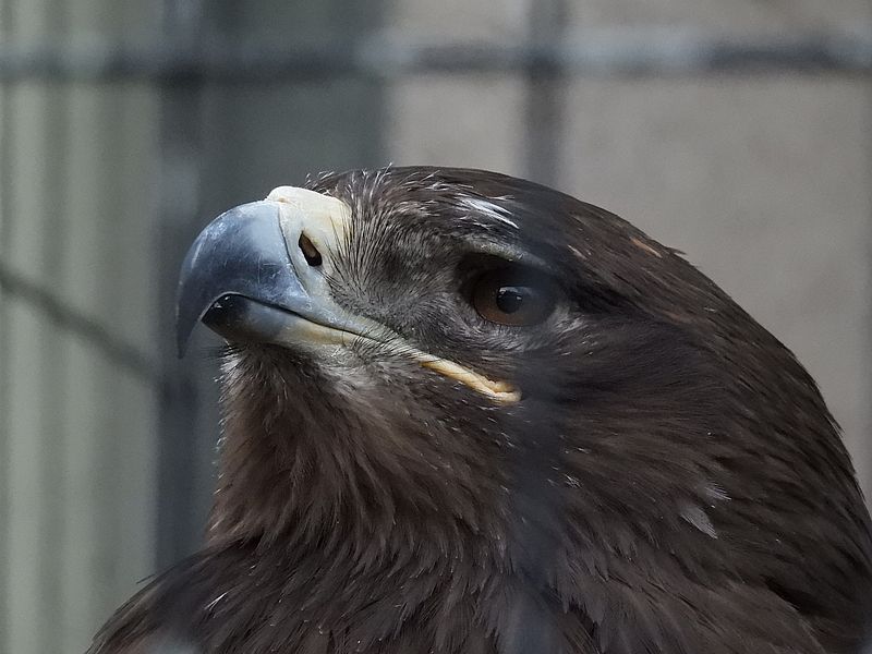 ソウゲンワシさん