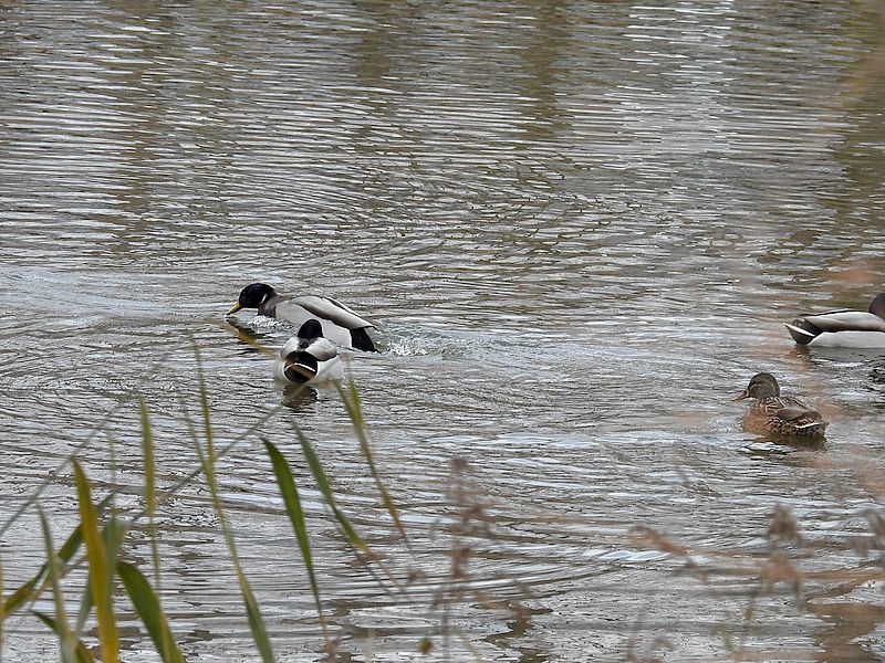 マガモ氏合コン会場