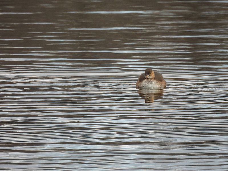 カイツブリちゃん