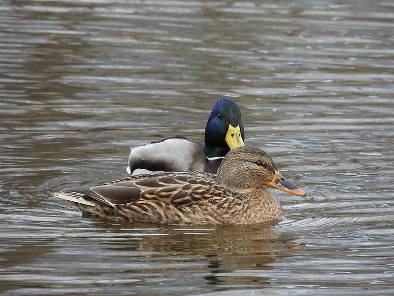 マガモ氏とマガモ子ちゃん