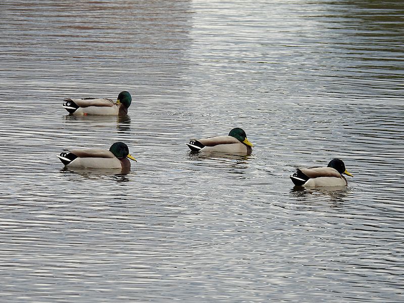合コンメンバー