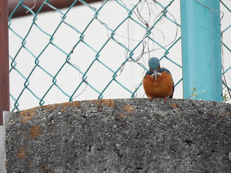 カワセミちゃん