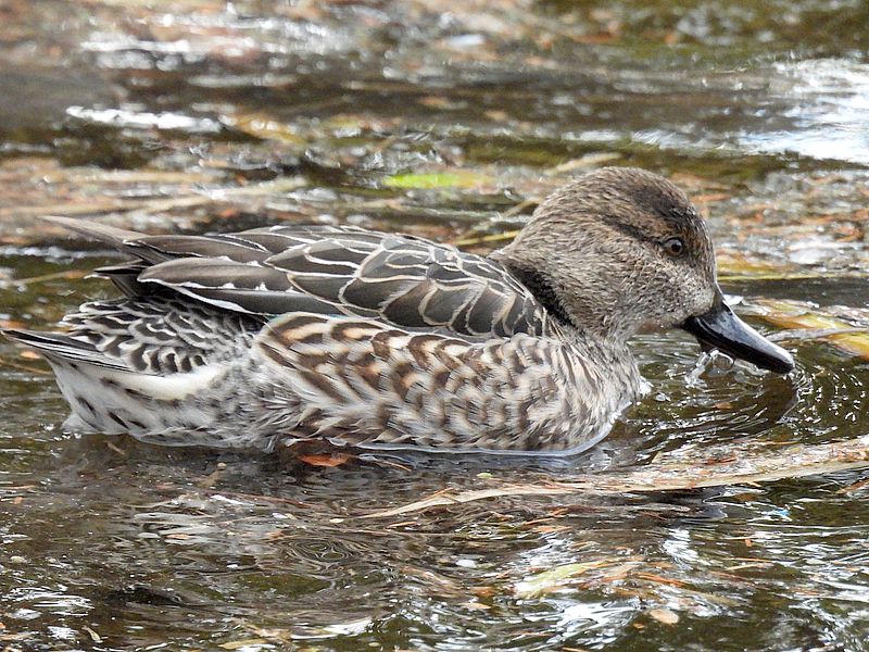 コガモ子ちゃん