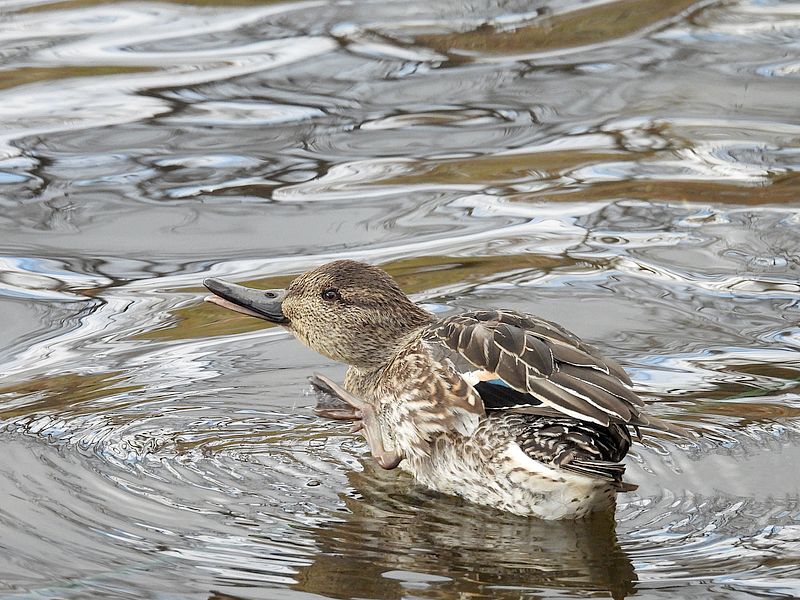コガモ子ちゃん