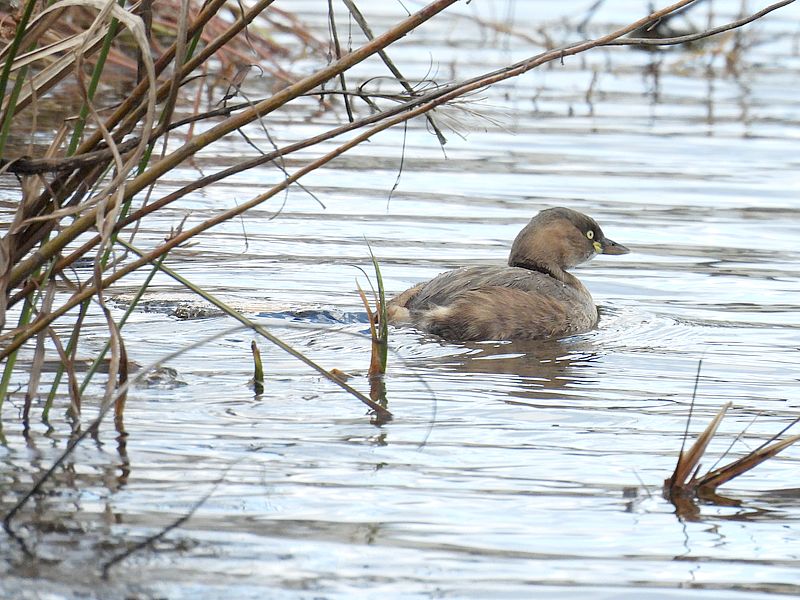 カイツブリちゃん