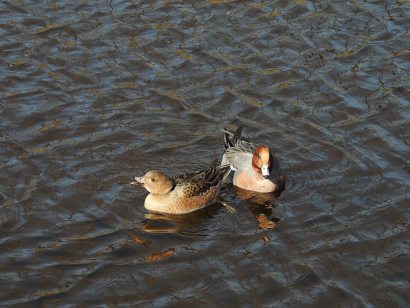 ぴゆちゃんご夫妻