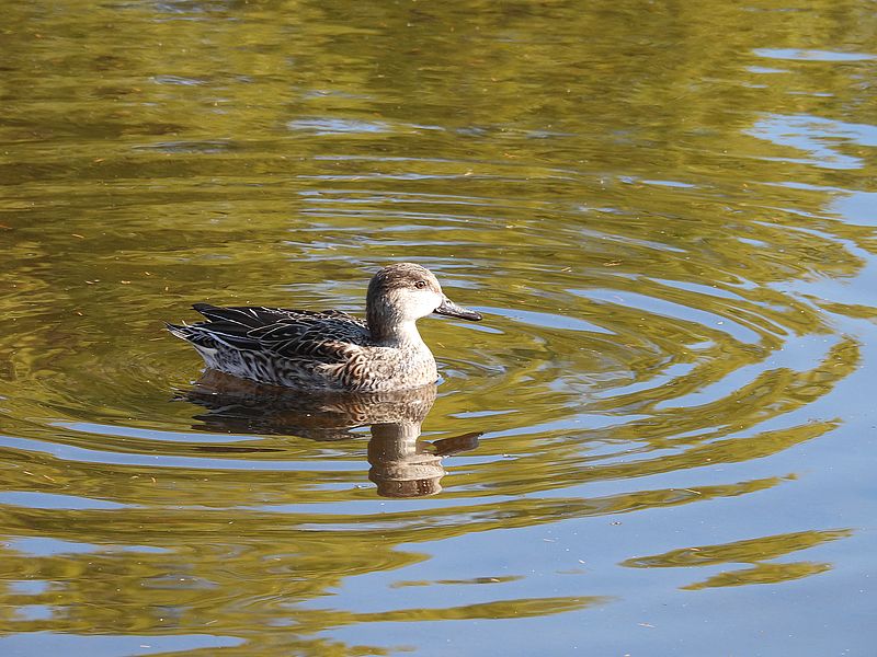 コガモ子ちゃん