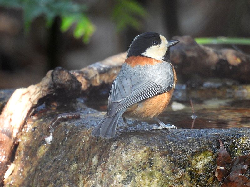 ヤマガラちゃん