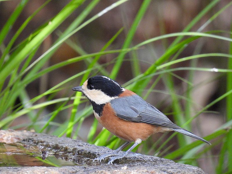 ヤマガラちゃん