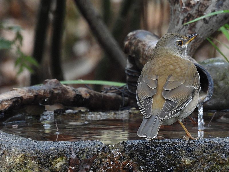 シロハラちゃん