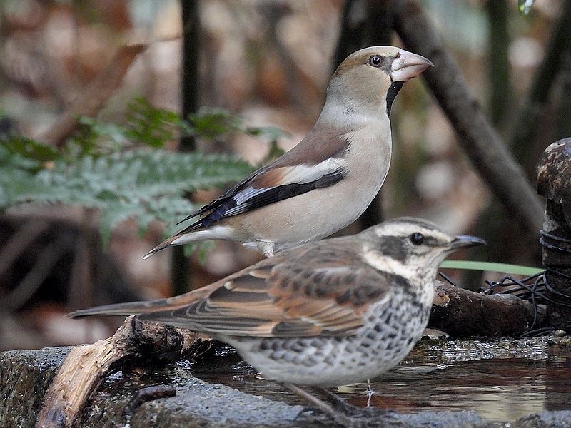 シメさんとツグミちゃん