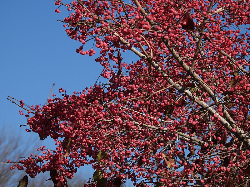 マユミの実がいっぱい