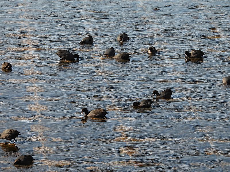 オオバンちゃん