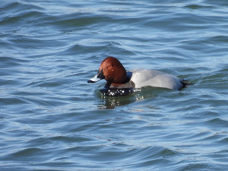 ホシハジロちゃん