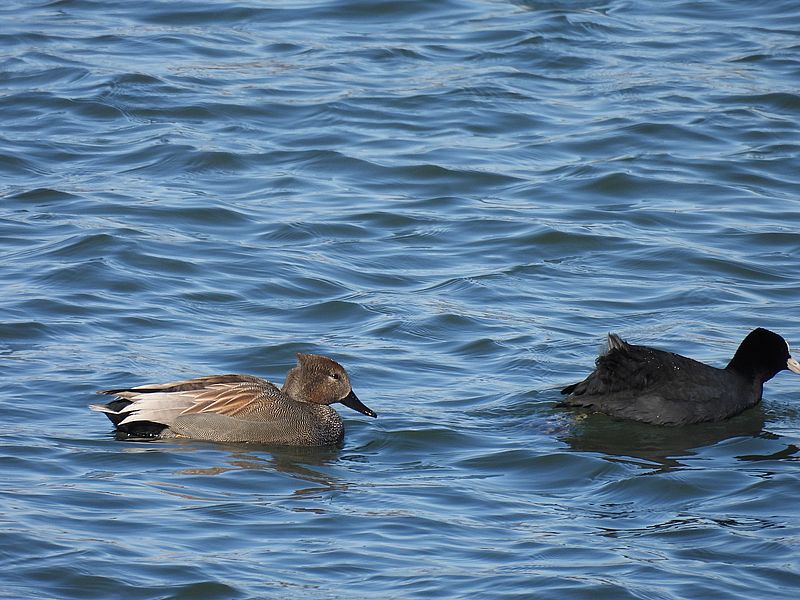 オカヨシさんとオオバンちゃん