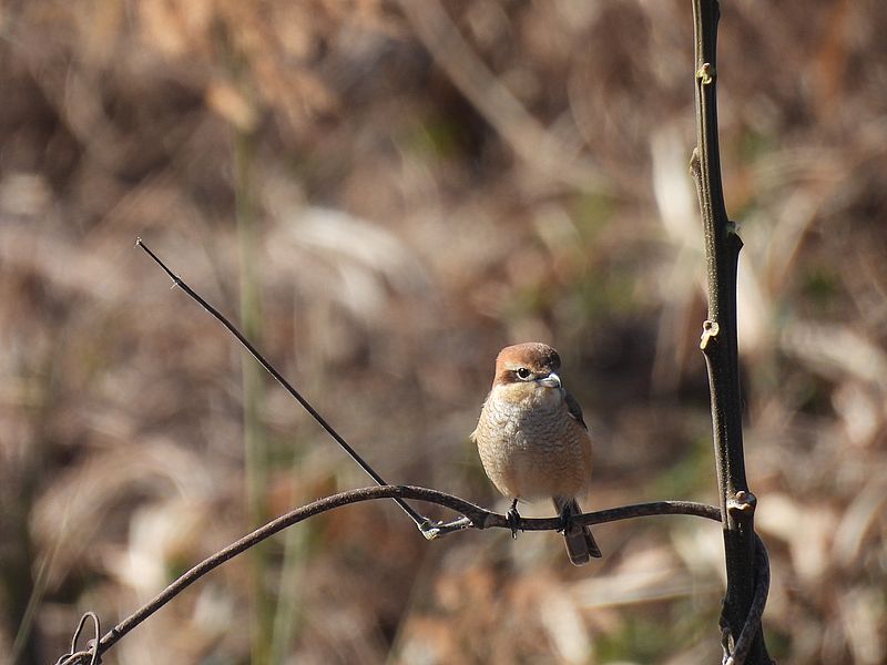 ラブリーエンジェルモズちゃん