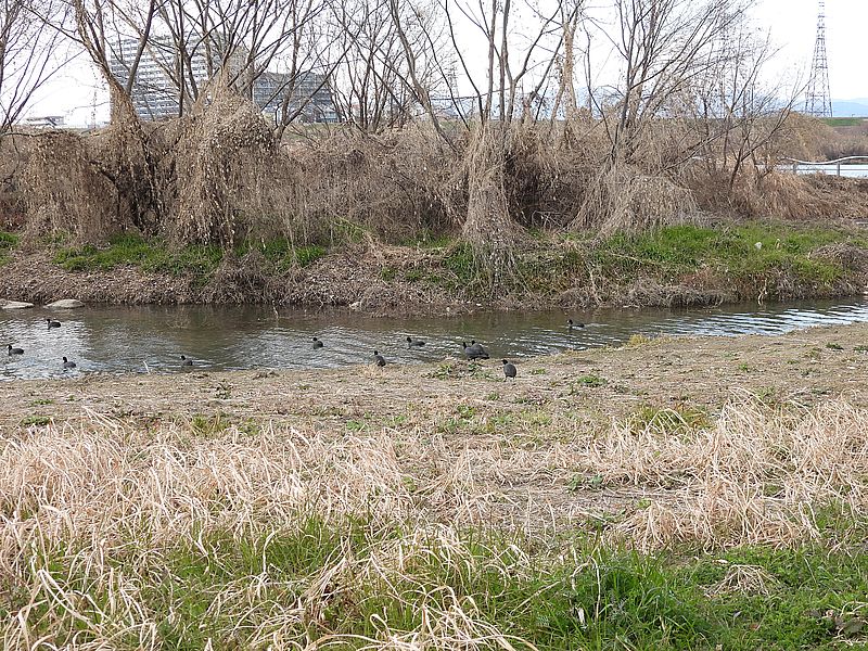 オオバンちゃん