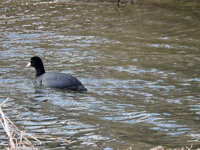 オオバンちゃん