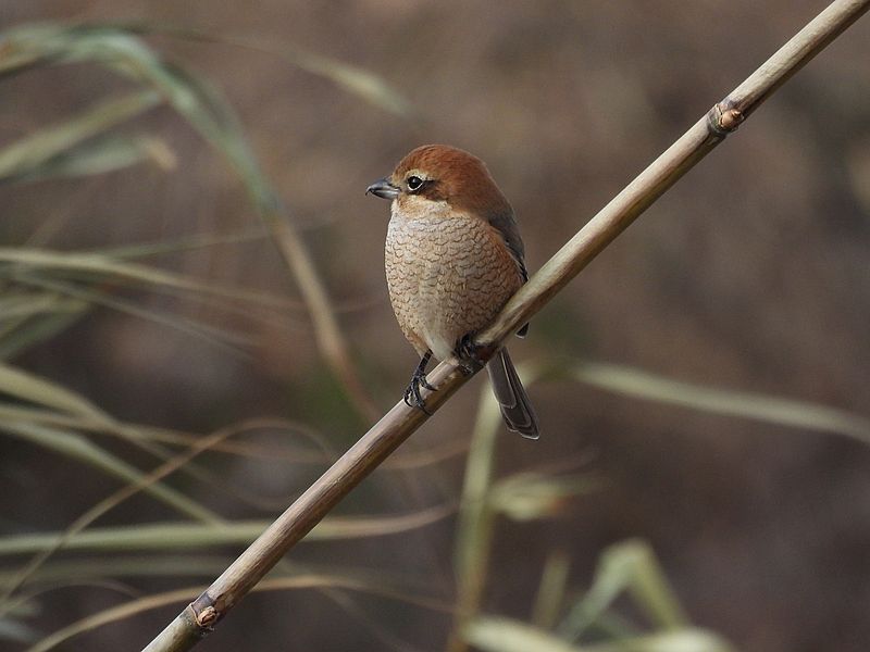 ラブリーエンジェルモズちゃん