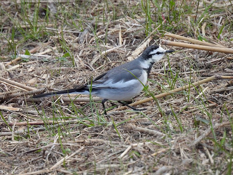 ハクセキレイちゃん