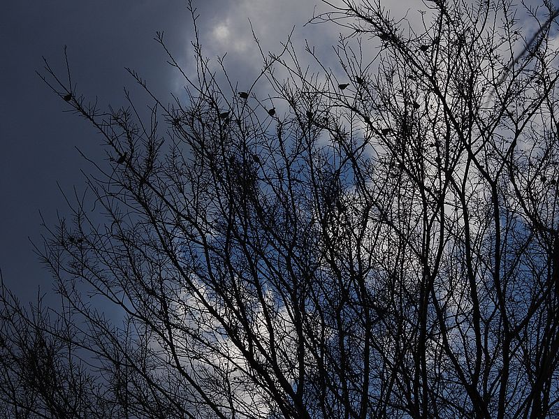 カワラヒワさん