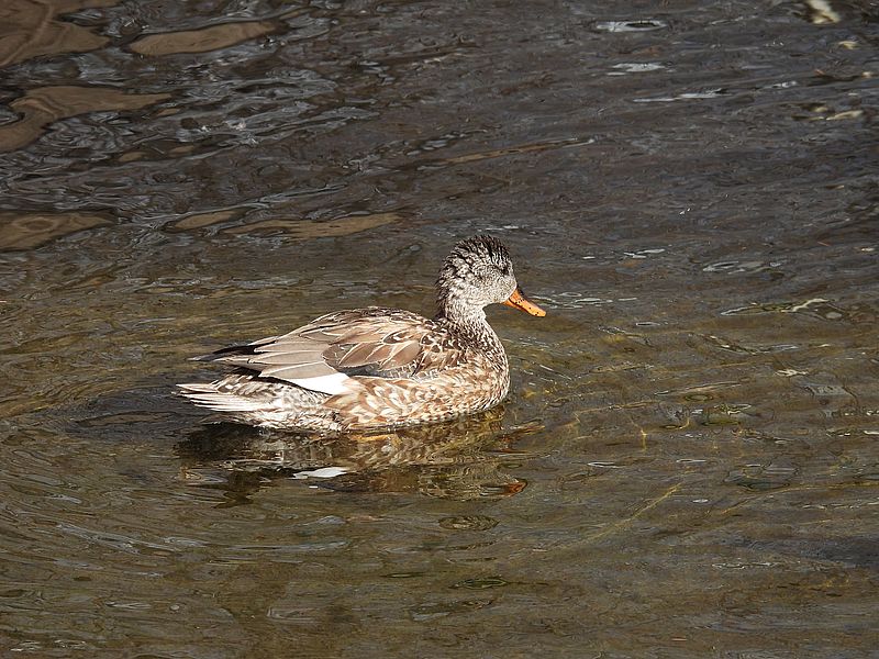 オカヨシ子ちゃん