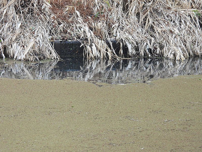 アカウキクサに隙間がずいぶん出来てしまった