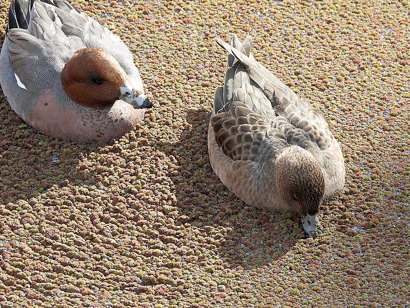 ぴゆちゃんぴゆ子さん