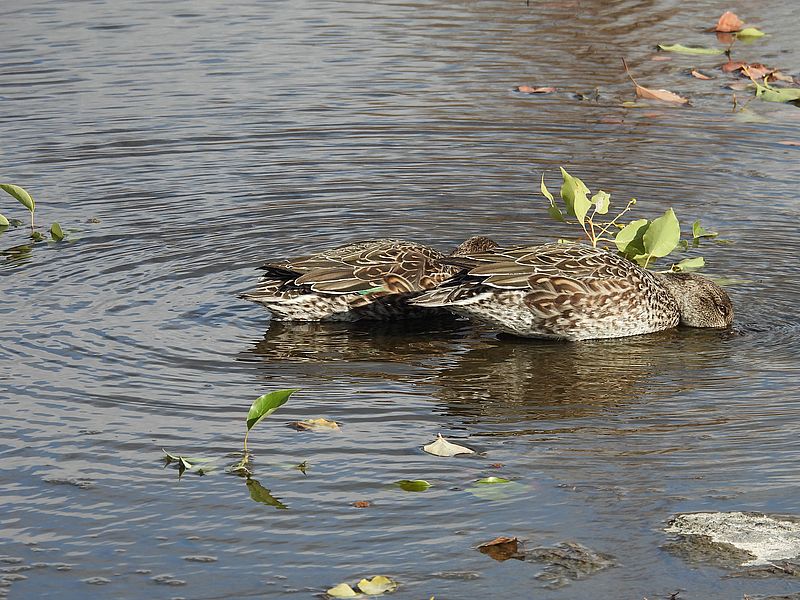 コガモ子ちゃん