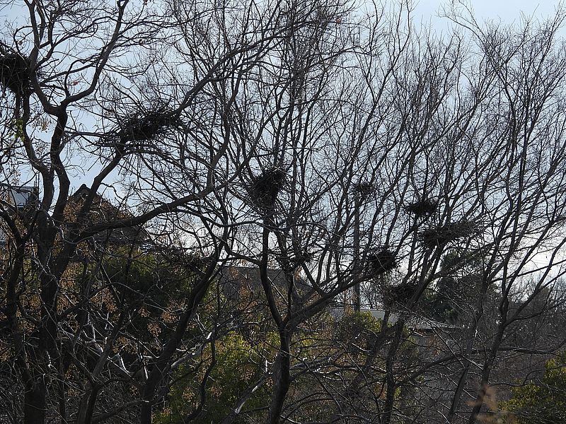 サギコロニーの古巣