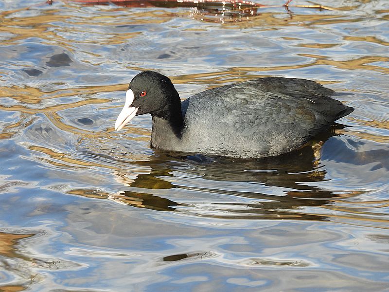 オオバンちゃん