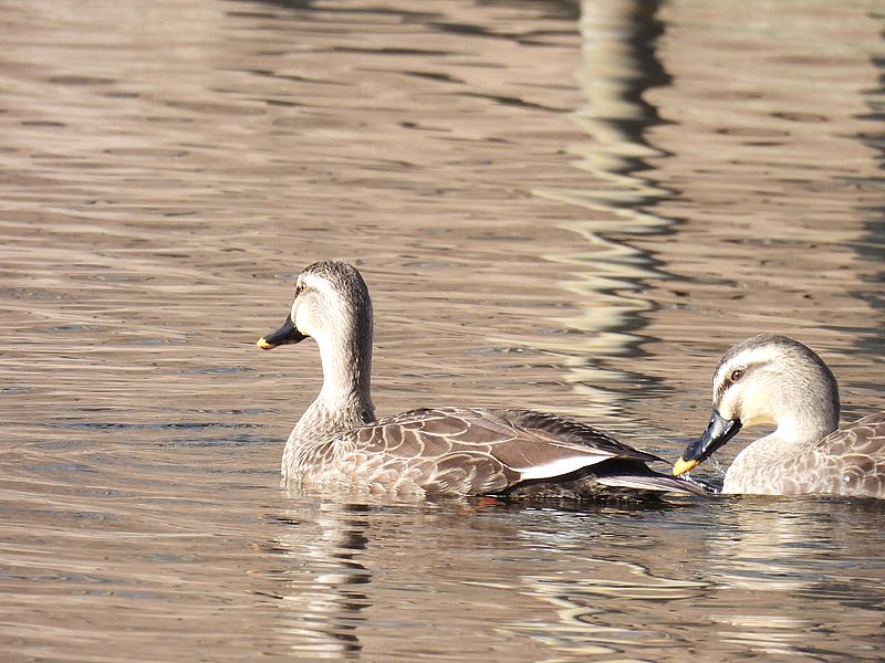 カルガモちゃん