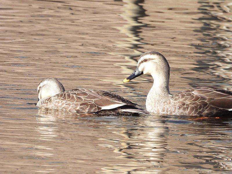 カルガモちゃん