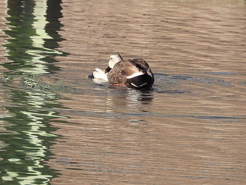 カルガモちゃん