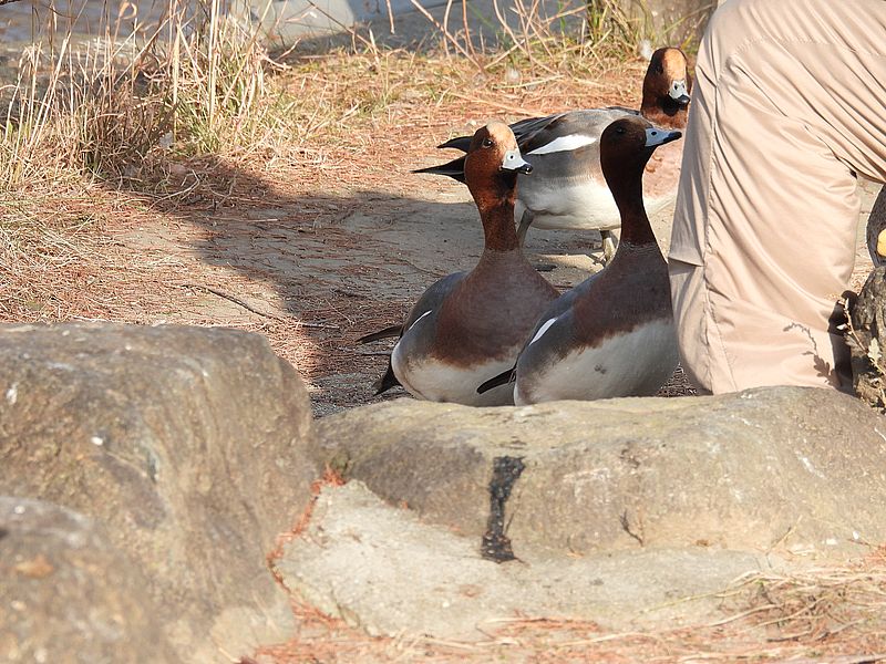 プライドのないぴゆちゃん