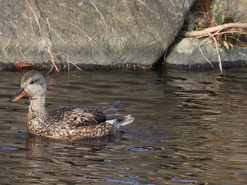 オカヨシ子ちゃん