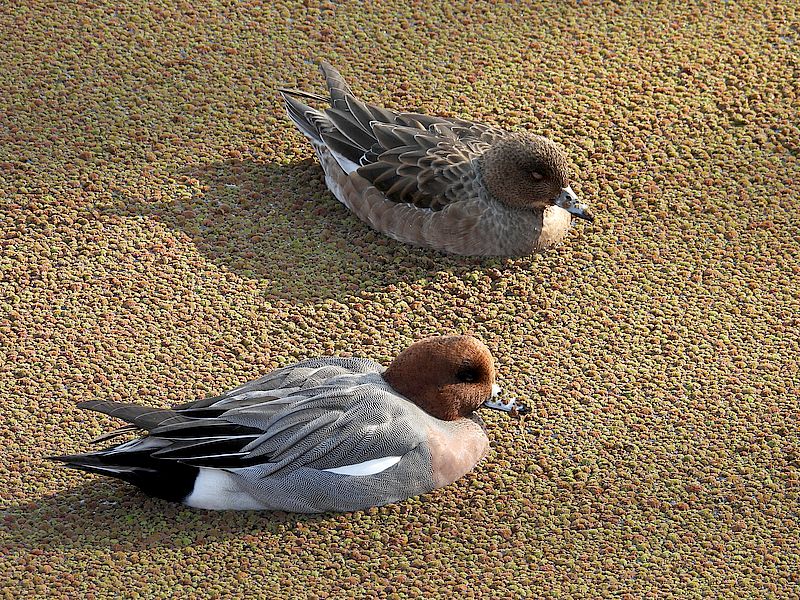 ぴゆちゃんぴゆ子さん